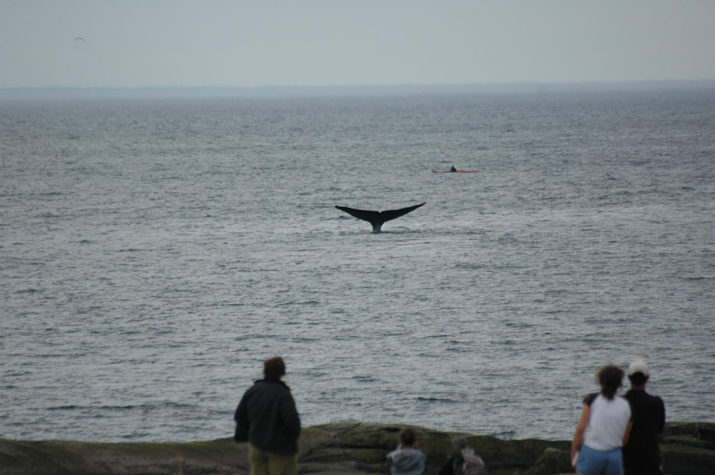 Best Places To Go Whale Watching Near Montreal This Summer | LiveMtl.ca